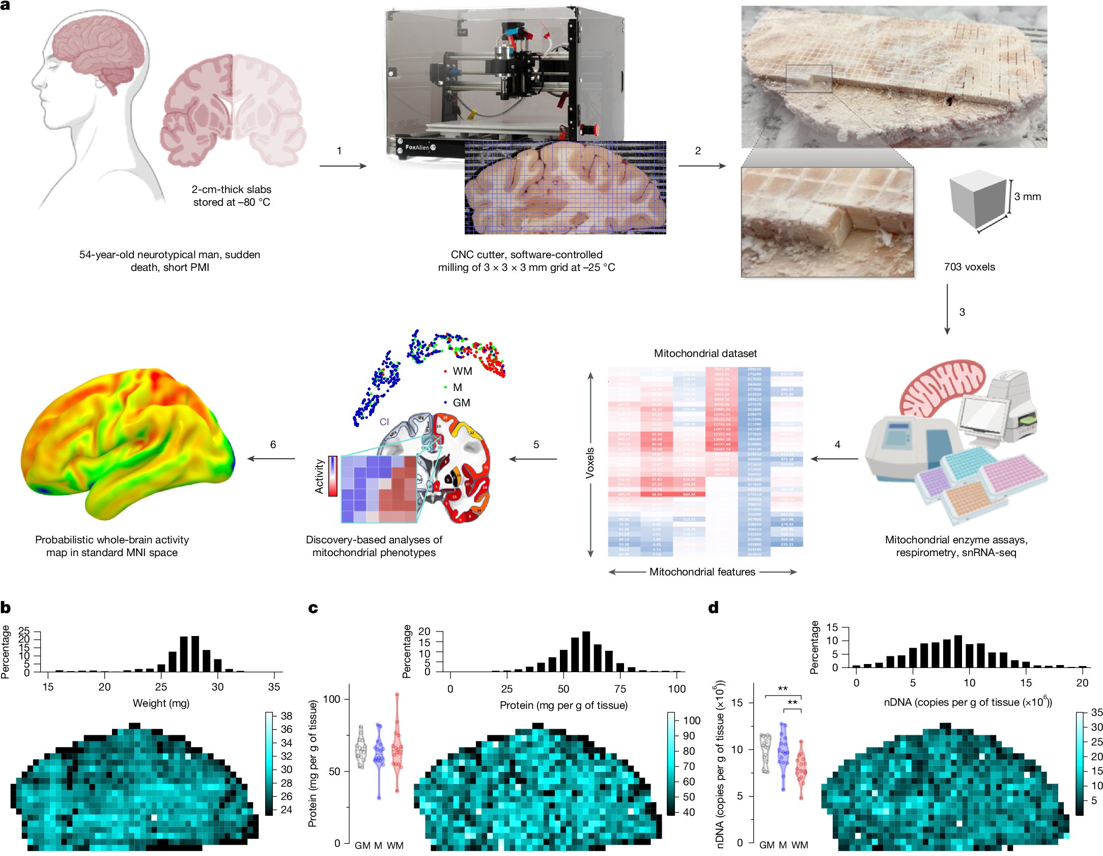 csmfisher's tweet card. Nature - The ability to physically partition the human brain at a spatial resolution comparable to neuroimaging methods enabled the development of a brain-wide atlas of mitochondrial content,...