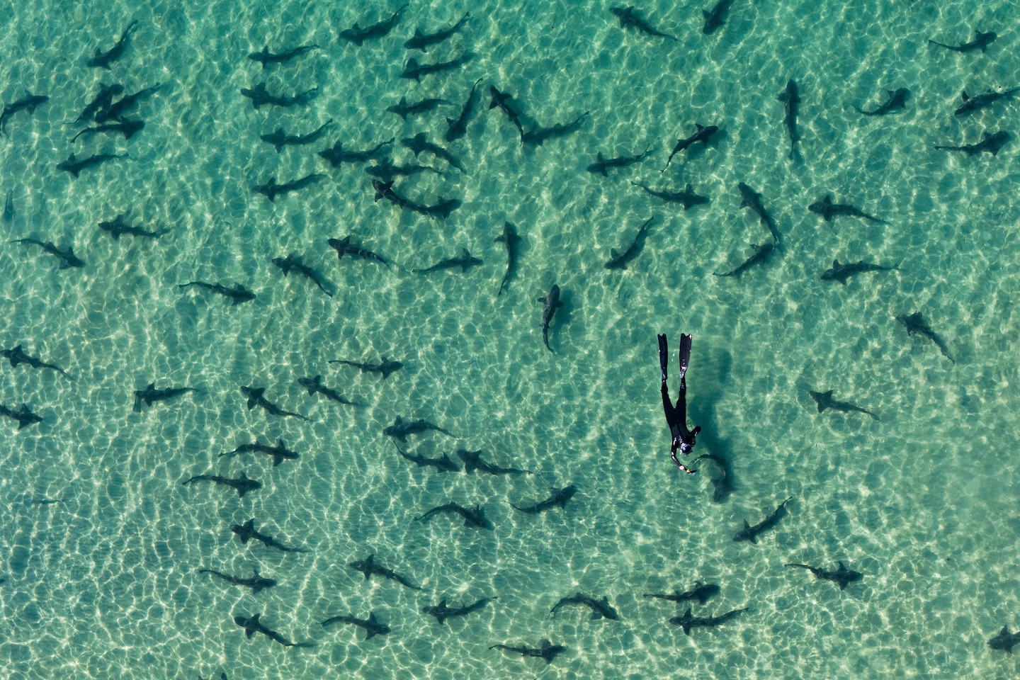 eilperin's tweet card. It’s “Shark Week,” so we asked the pros how they approach a day at the beach — even though shark bites are rare.