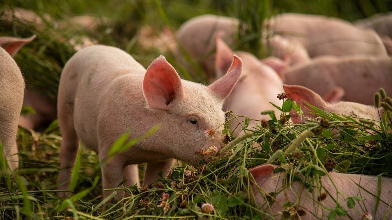 duBreton's tweet card. Appuyez duBreton pour maintenir la production de porcs bio et certifiés bien-être animal
