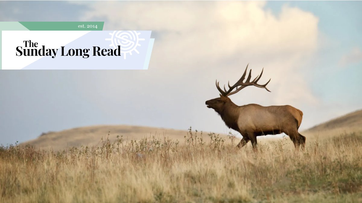 sundaylongread's tweet card. The week's best journalism. Every Sunday.