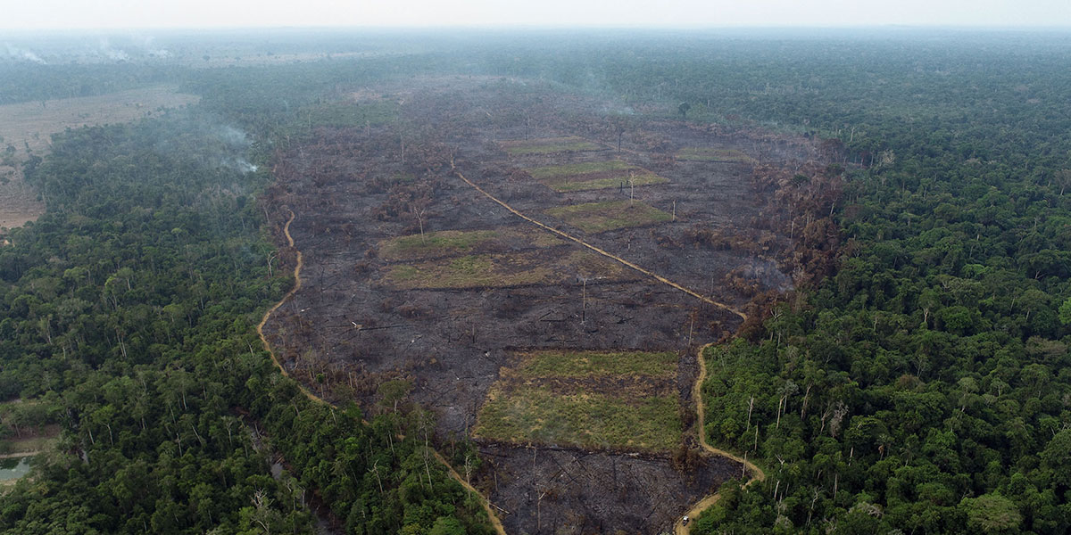jakespring's tweet card. Restoring Brazil’s rainforest has largely fallen to nonprofits. They're battling illegal land-grabbers, tight budgets, botanical mysteries – and the clock.