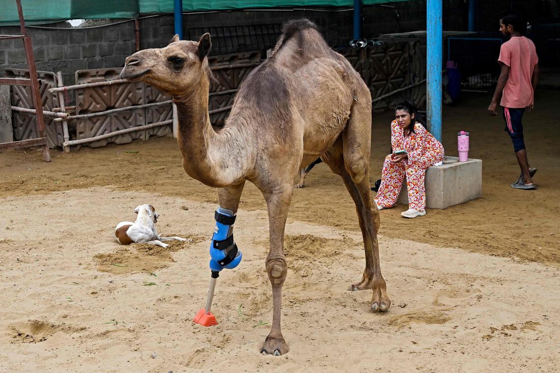 pakforisrael's tweet card. A man chopped off Cammie's leg as punishment for entering his field in search of fodder. Read more at straitstimes.com. Read more at straitstimes.com.