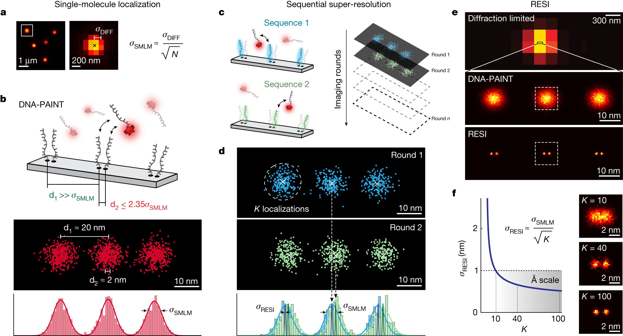 PhilippSteen's tweet card. Nature - The authors introduce a single-molecule DNA-barcoding method, resolution enhancement by sequential imaging, that improves the resolution of fluorescence microscopy down to the...