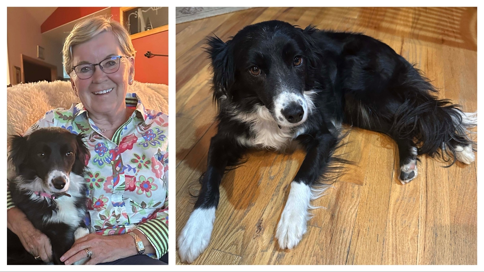 daily_cowboy's tweet card. Maya is a border collie that was literally born to herd sheep. Born under a Wyoming sheep wagon, she’s undersized, doesn’t like sheep and is terrified of…