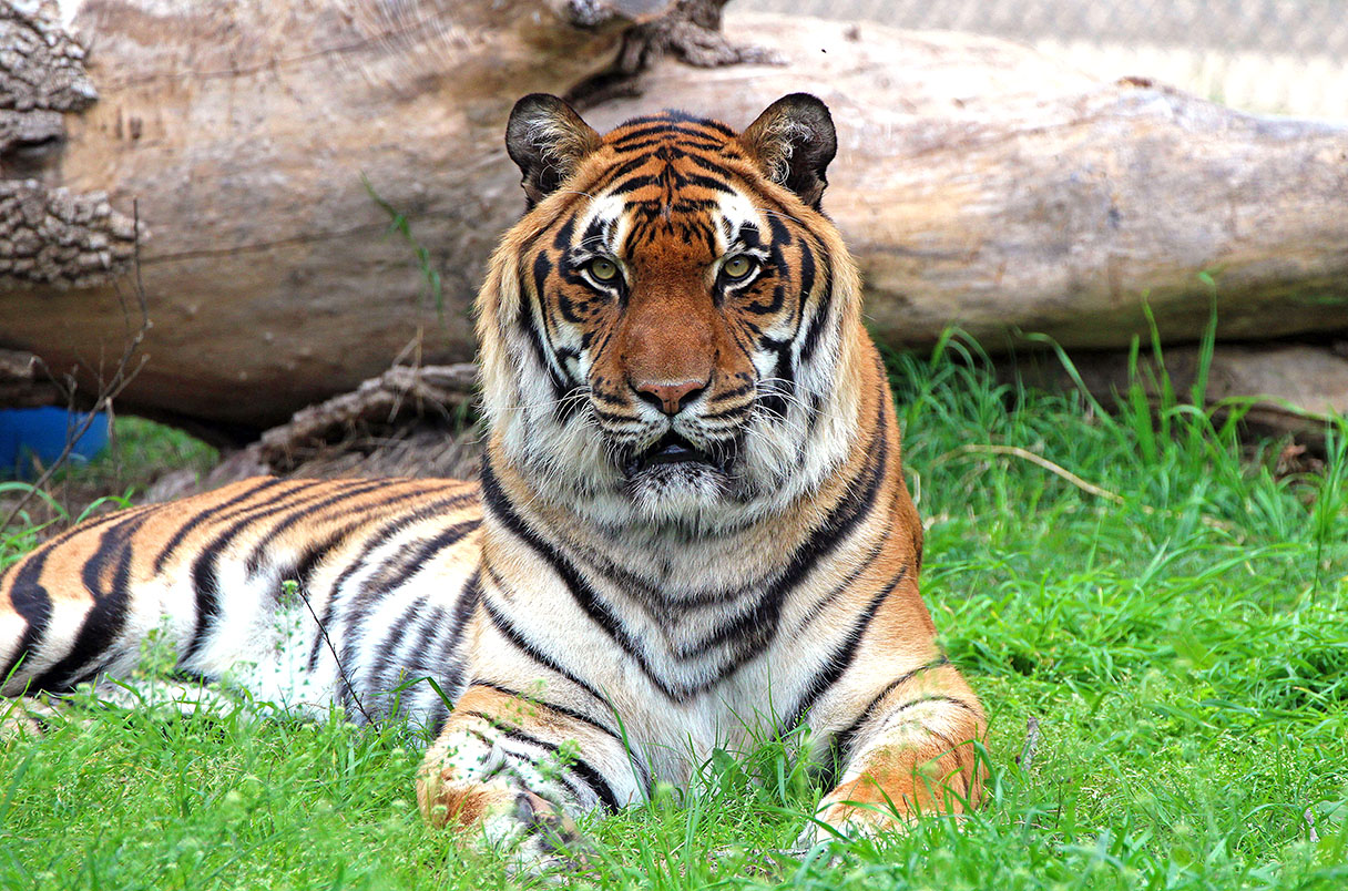 UCCGenetics1's tweet card. Big cats that formerly lived in roadside zoos show surprising diversity—but may not be able to help wild populations