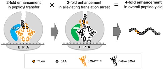 hauryliuk's tweet card. Abstract. In the past two decades, tremendous efforts for increasing the efficiency of ribosomal incorporation of backbone-modifying nonproteinogenic amino