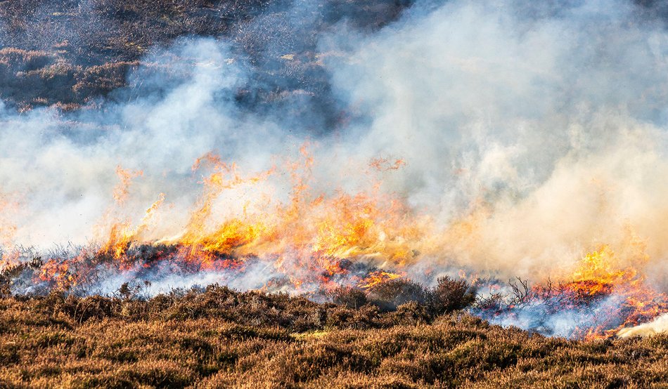 EndBirdShooting's tweet card. Every year, heather is set alight to promote driven grouse shooting. Restoring moors instead could be an ecological and economic boon