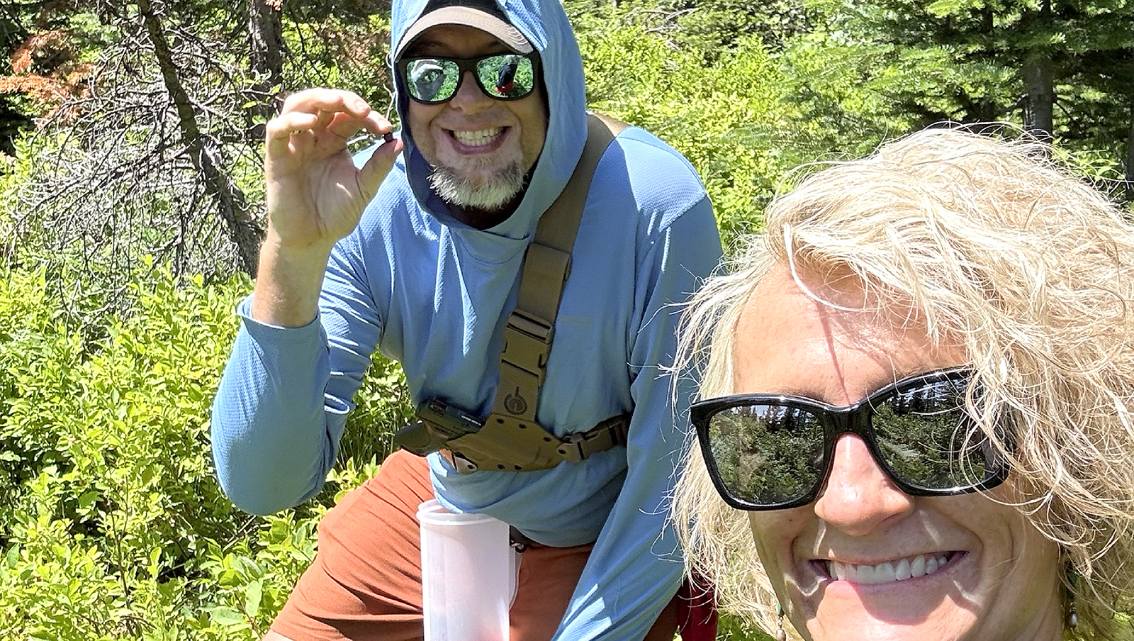 daily_cowboy's tweet card. Throngs of huckleberry hunters are out as the season for picking the wild-growing fruit is hitting its peak in Wyoming. But don’t you dare ask a picker…
