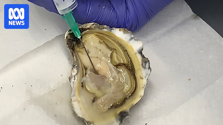 BronGillanders's tweet card. They can create pearls and are rumoured to have aphrodisiac properties, but oysters might have a more serious role to play in the field of human health, researchers say.