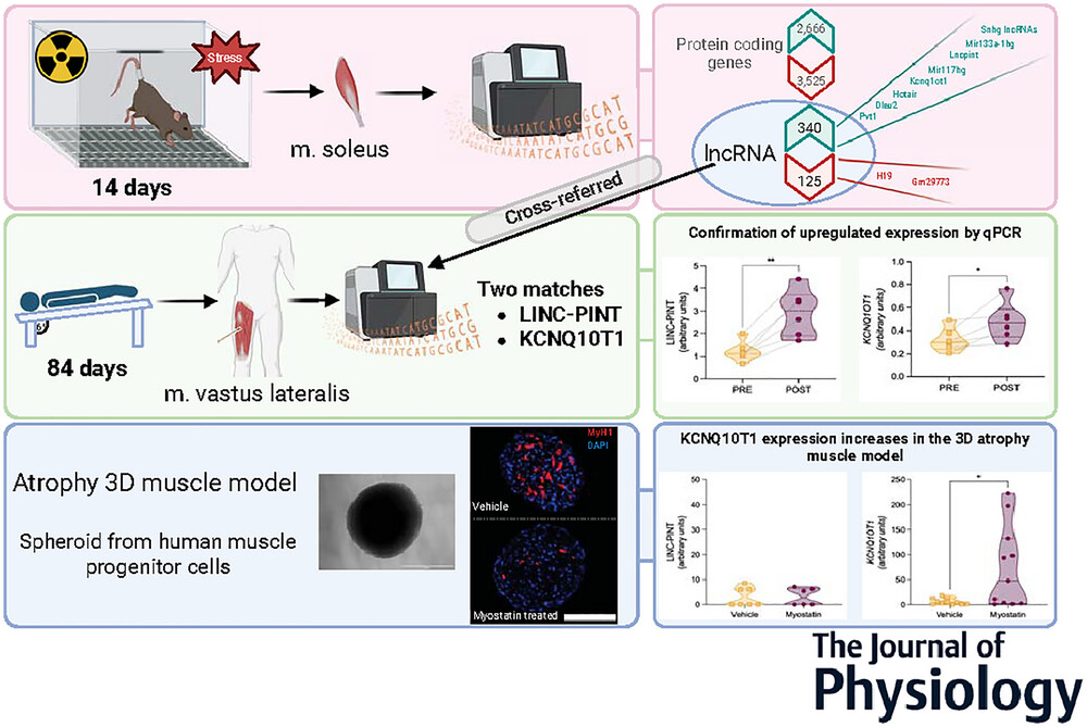 TLexercise's tweet card. Abstract figure legend Long non-coding RNAs (lncRNAs) KCNQ1OT1 and LINC-PINT are upregulated in mouse, human and cell models of spaceflight-induced muscle atrophy, revealing a novel regulatory role...