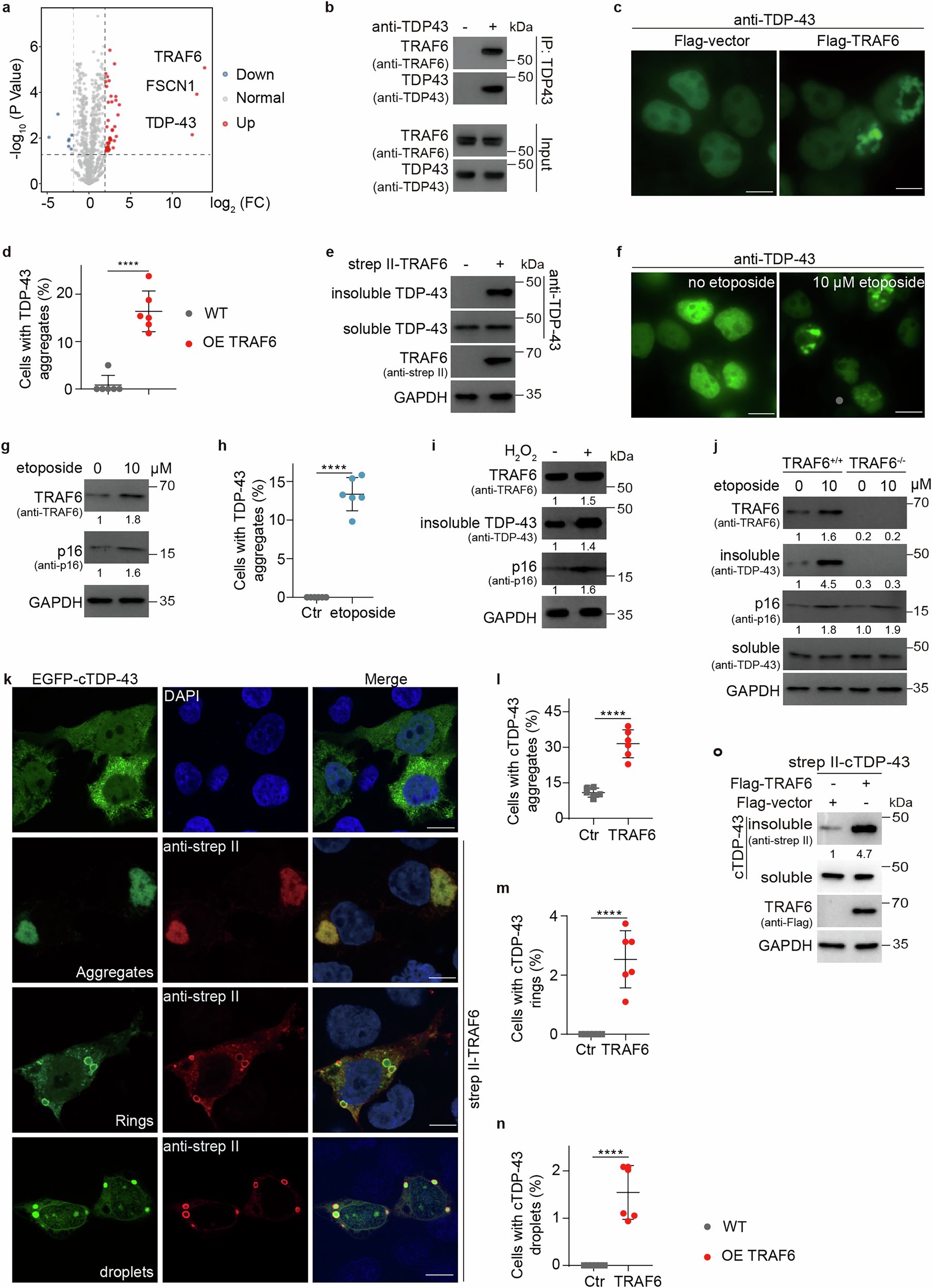 ShorterLab's tweet card. Molecular Psychiatry - TRAF6 regulates ubiquitination-independent TDP-43 condensation and related neurodegeneration