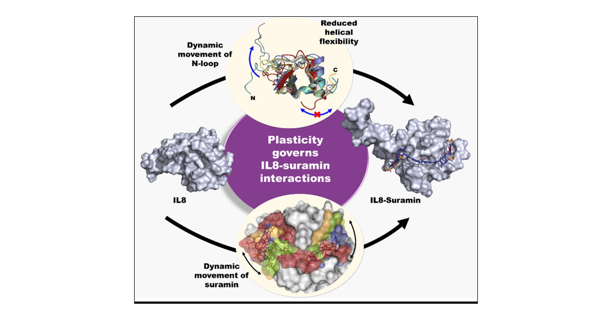JCIM_JCTC's tweet card. Structural plasticity of proteins is a crucial and regulatory factor that mediates protein–protein/ligand interactions. It signifies the specificity of protein interactions and is one of the most...
