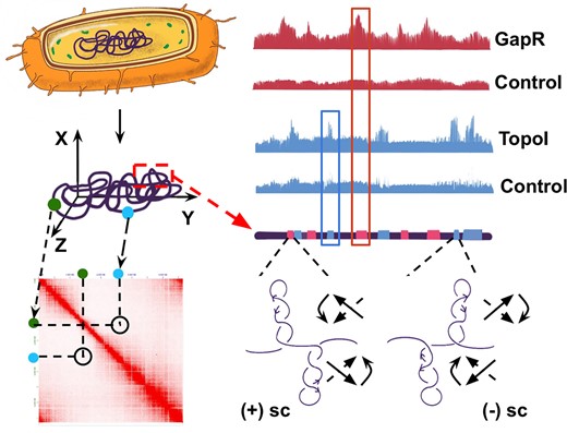 JieXiao_Lab's tweet card. Abstract. This study aims to explore whether and how positive and negative supercoiling contribute to the three-dimensional (3D) organization of the bacter