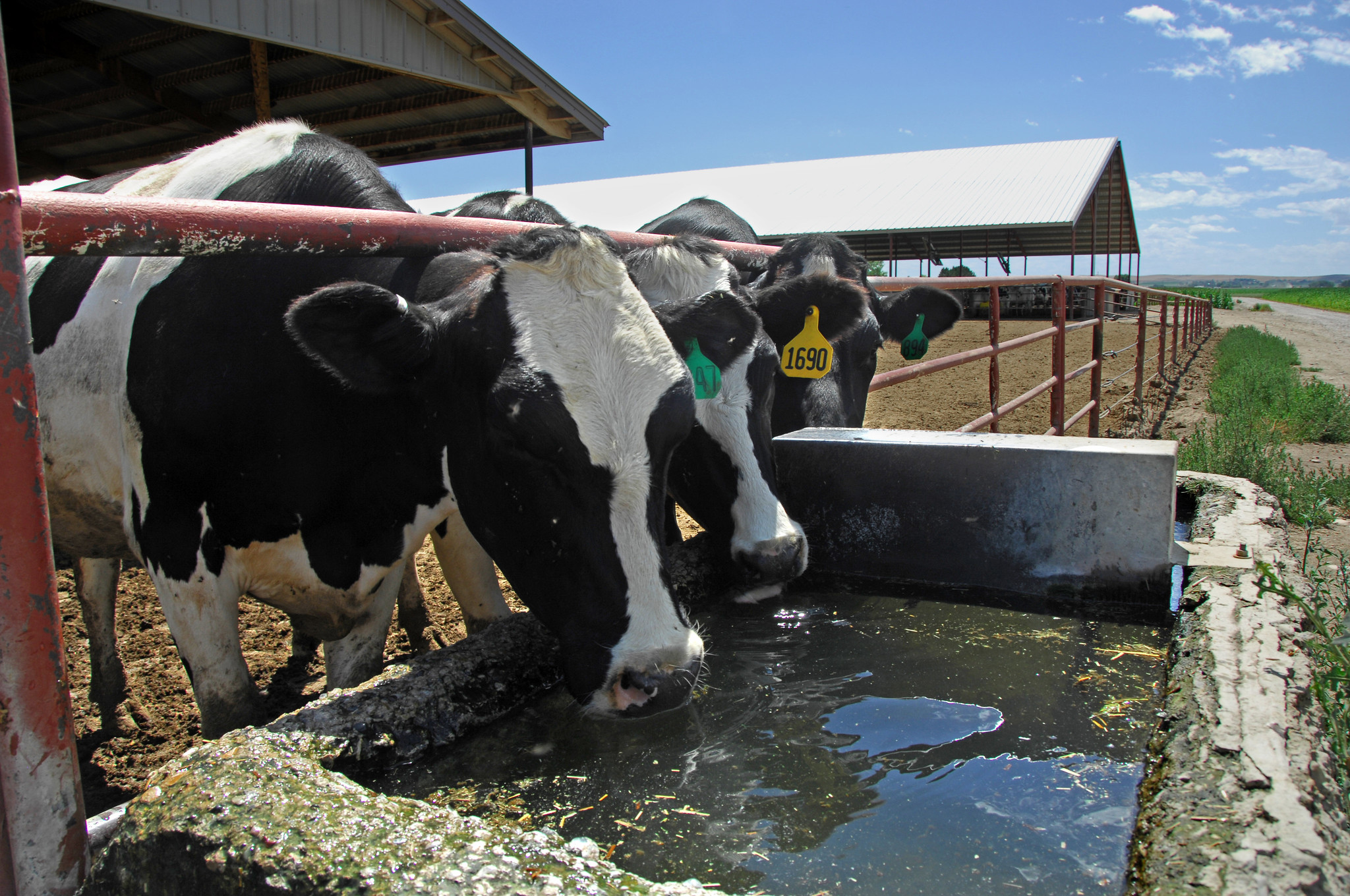 WIExaminer's tweet card. The new milk testing requirements from USDA will apply nationally but will begin first in California dairies to detect bird flu