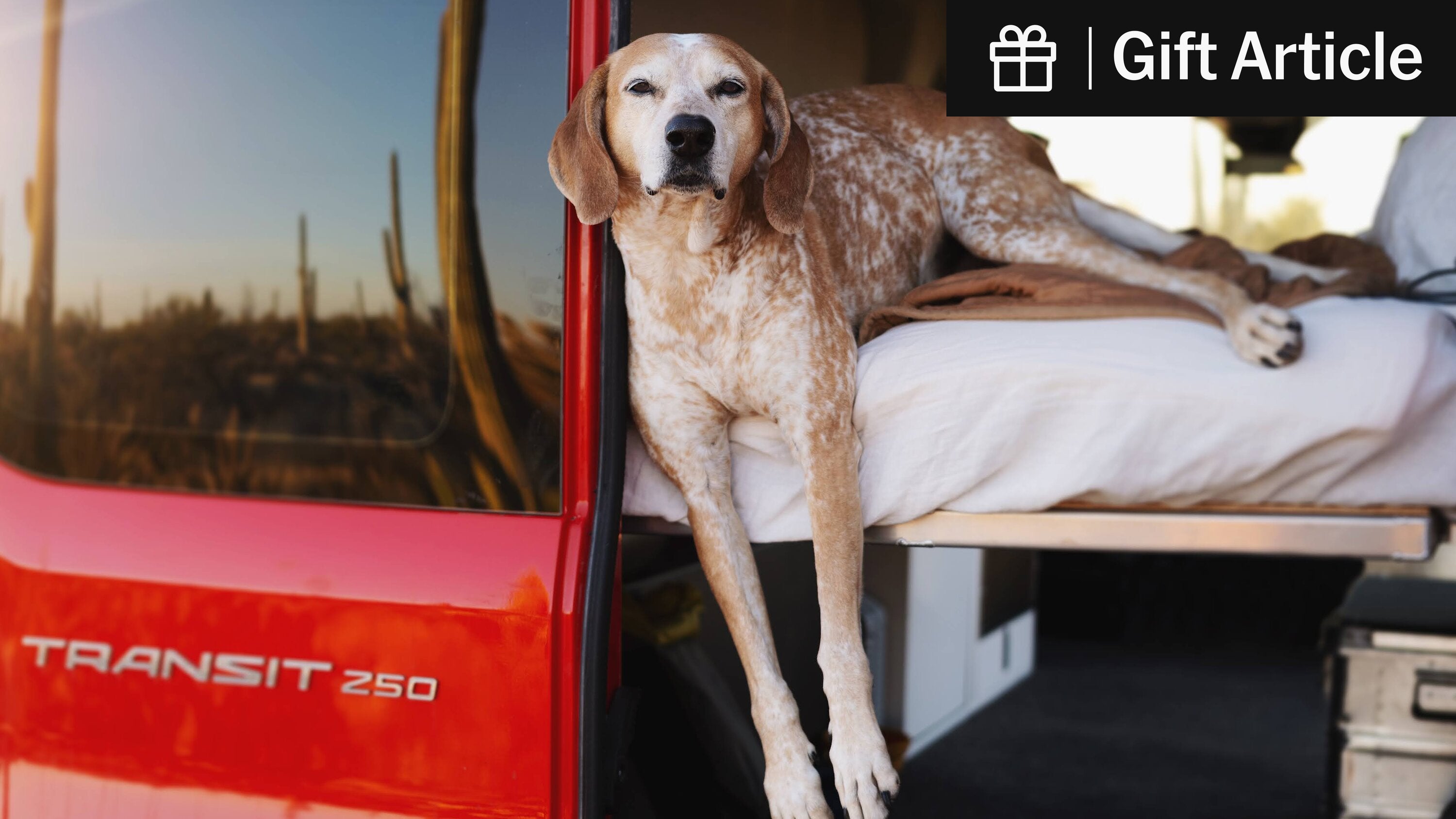 hannahzziegler's tweet card. In thousands of photos, Maddie stood tall and seemingly unbothered atop fences, cars, road signs and tires, garnering 1.2 million Instagram followers along the way.