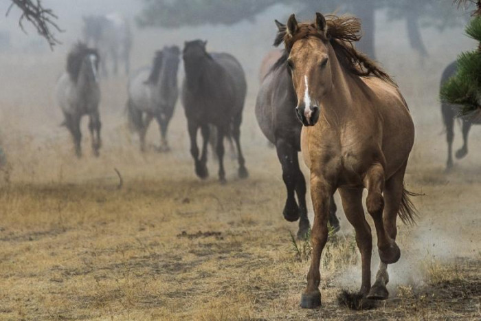 LudovicLorlando's tweet card. HONG KONG — Ancient horses repeatedly migrated between North America and Eurasia, reaching today's Russian Far East near China, during the late Pleistocene when sea levels dropped and a land bridge...
