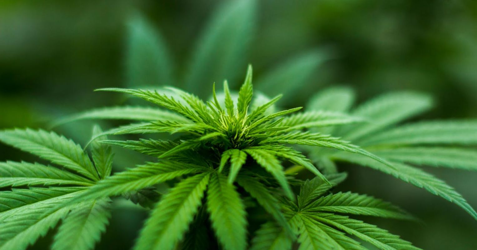 PsychToday's tweet card. In a time of increasing cannabis acceptance and use, cannabis hyperemesis syndrome has emerged. While relatively rare, total cessation of cannabis is the only known treatment.