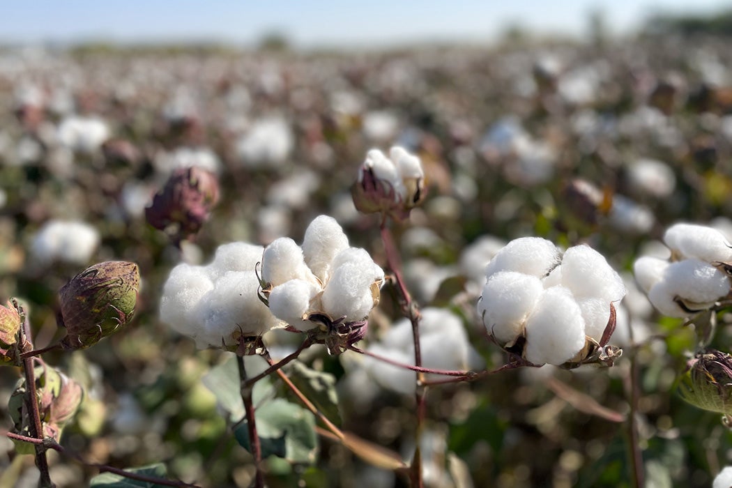 LiviaGershon's tweet card. Looking at the development of cotton as a global commodity, explains historian Sven Beckert, helps us understand how capitalism emerged.