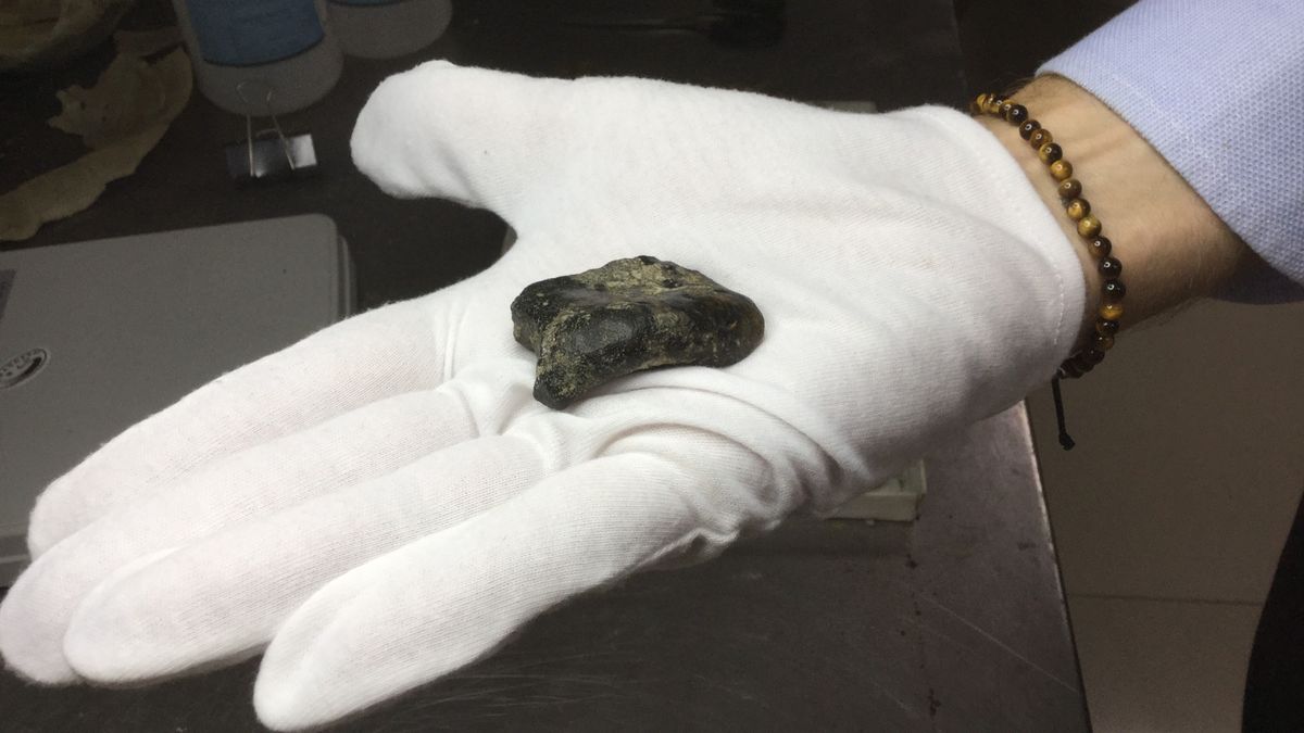 zaihanisme's tweet card. Researchers have recovered Homo erectus bones from the seafloor, which points to an unknown hominin population hunting on land that is now underwater in Southeast Asia.