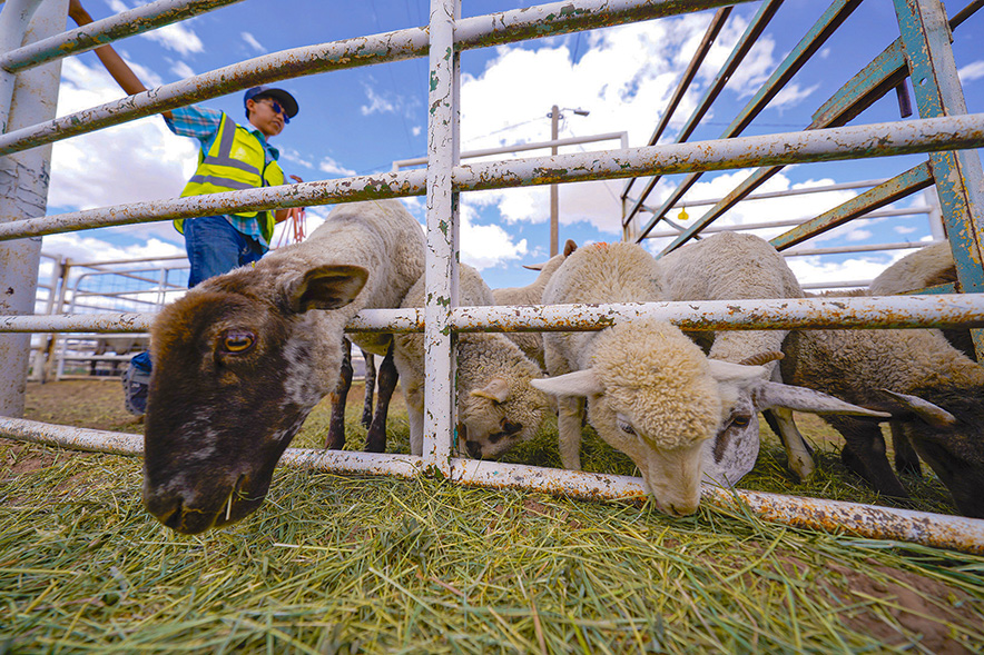 navajotimes's tweet card. As the Oak Ridge Fire scorched over 11,000 acres of grazing land southwest of St. Michaels, families rushed to evacuate their animals – livestock that carry deep personal, cultural, and economic...