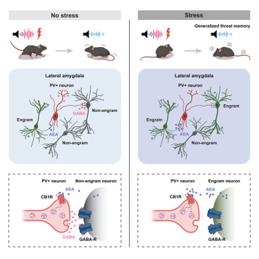 cedricboeckx's tweet card. Stress induces threat memory generalization in mice by expanding the engram ensemble in the lateral amygdala via retrograde endocannabinoid signaling on parvalbumin-positive interneurons.