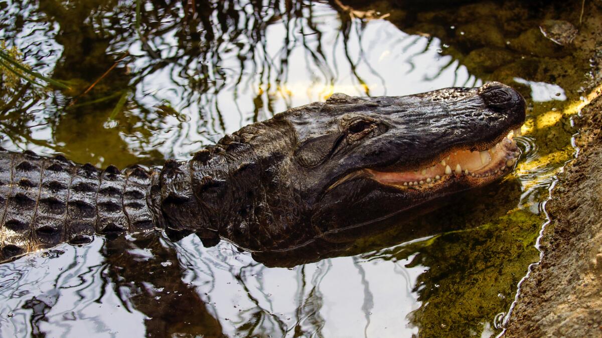 StevePadilla2's tweet card. Once upon a time — before P-22 or Grumpy Cat — a rogue gator lurked in an L.A. lake. Where is he now?