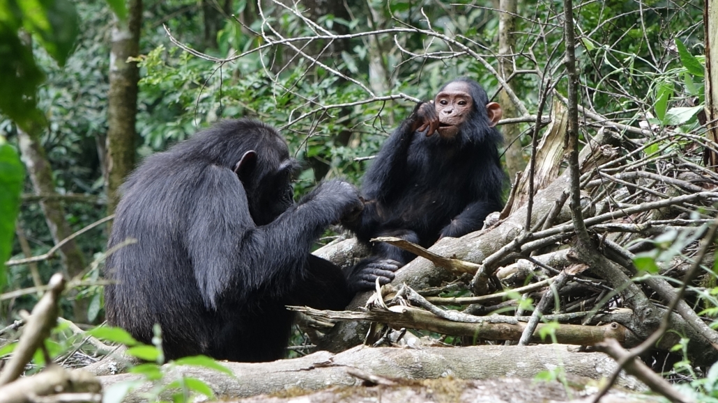 HumBehEvoSoc's tweet card. – by Bas van Boekholt & Simone Pika. Photo credit by Bas van Boekholt The complexity of human language has no counterpart in the animal kingdom, even though some basic building blocks can be found in...