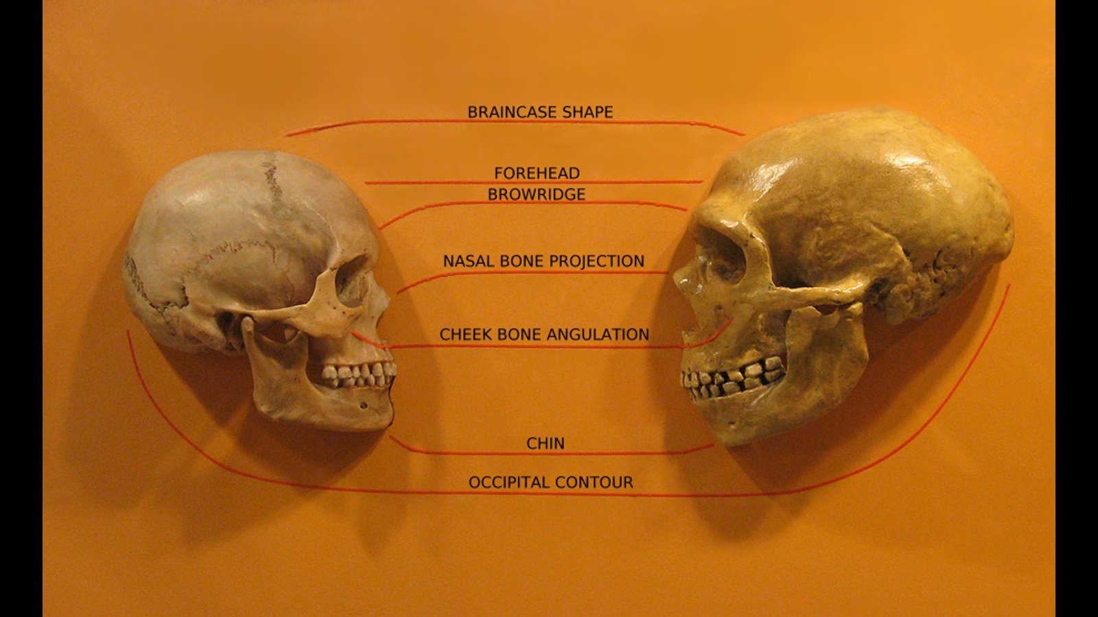 WSWSArts's tweet card. New research provides greater insight into the dynamics of the Out of Africa dispersal of modern humans.