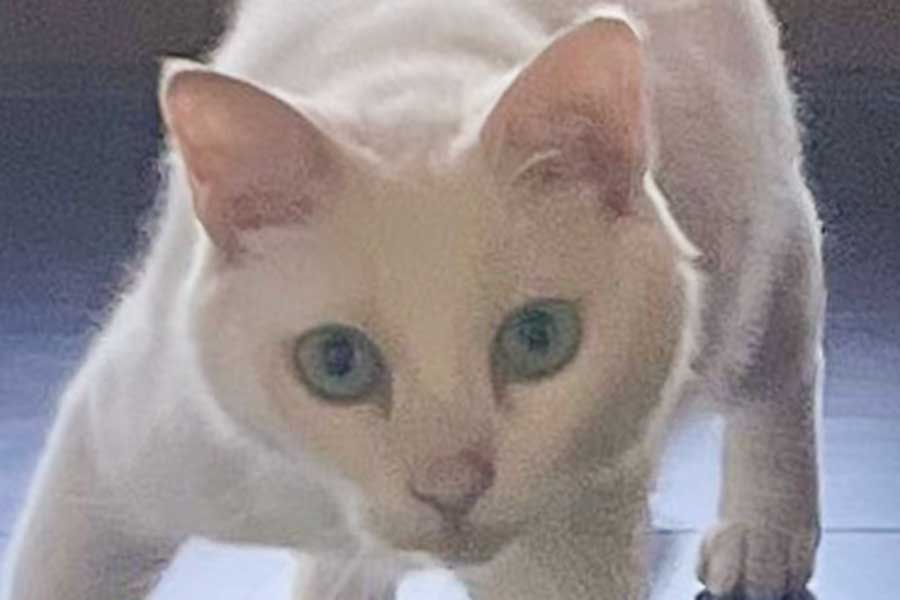 Nyanko_Pot's tweet card. 一緒に暮らしている家族と、行動や仕草が似てくることもあるでしょう。それは、人間に限った話ではないようです。X（ツイッター）では、一緒に暮らすいぬと似てきたねこが話題になっています。ねこが見せたいぬのような歩き方や立ち姿に、驚く人が続出。飼い主さんに詳しいお話を伺いました。