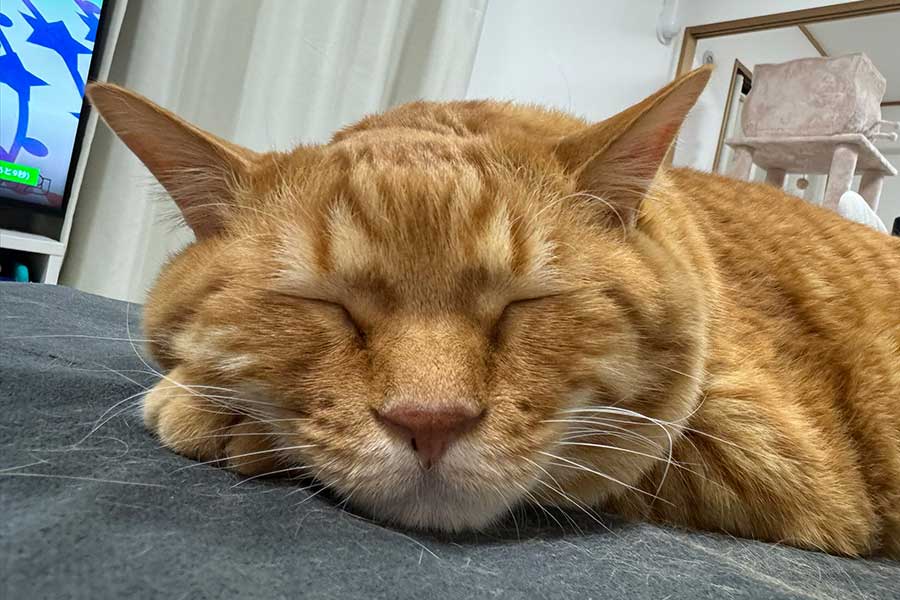 Nyanko_Pot's tweet card. 飼い主の匂いがついたものにねこが興味を示すのは、愛情の表れといわれています。X（ツイッター）では、スニーカーに顔をうずめ、幸せそうな表情を見せるねこが話題に。「私のも嗅いでよ　ずるい」という、飼い主さんの切ない心の叫びが注目を浴び、1万件近い“いいね”を集めています。詳しいお話を伺いました。