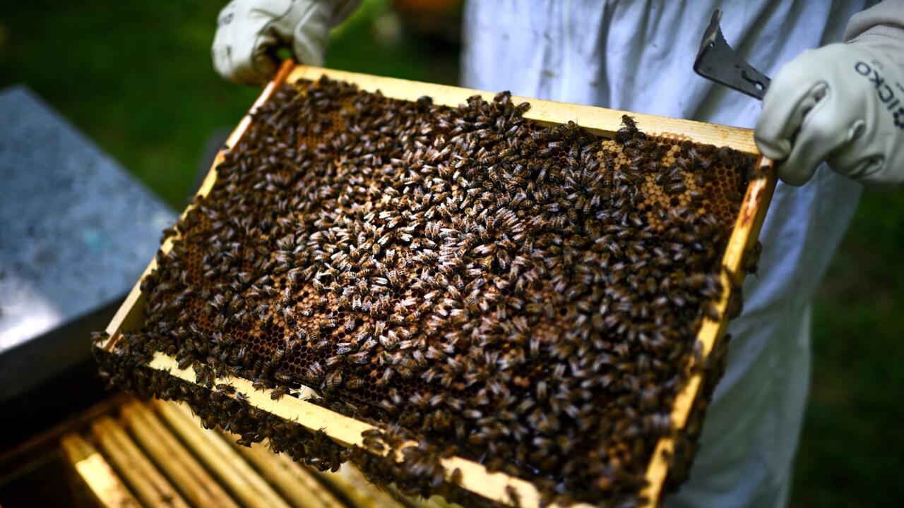 QuipEcos_ES's tweet card. A petition against new rules allowing farmers to use a banned pesticide was gathering more success on Monday after crossing the one million signature mark on Sunday night – less than two weeks after…