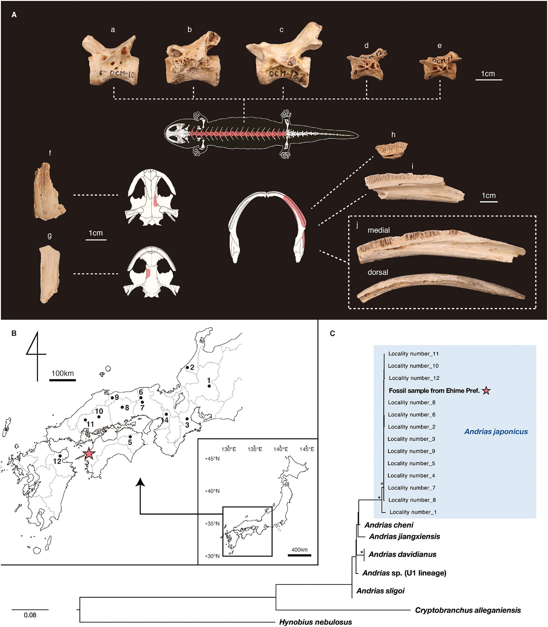 spaam_community's tweet card. Scientific Reports - Ancient DNA integrates fossil and modern giant salamander taxonomy