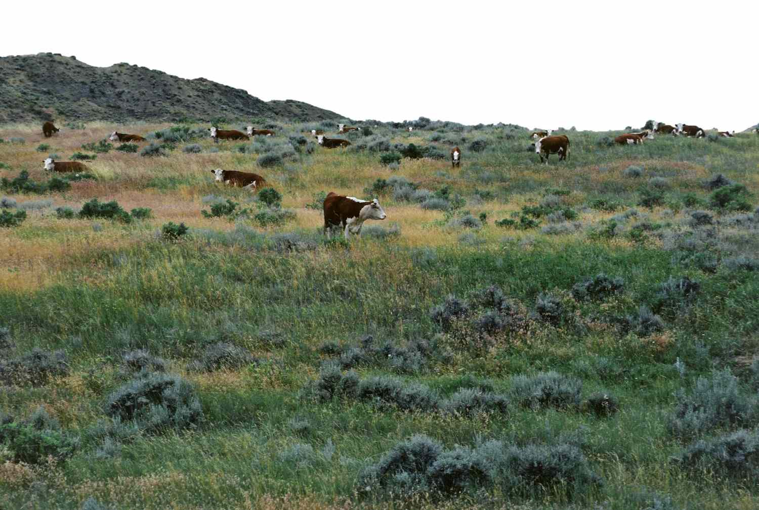 SuccessfulFarm's tweet card. If you haven't already, now is the time to control woody brush in the pasture. Burning, herbicides, and utilizing goats are among your options.