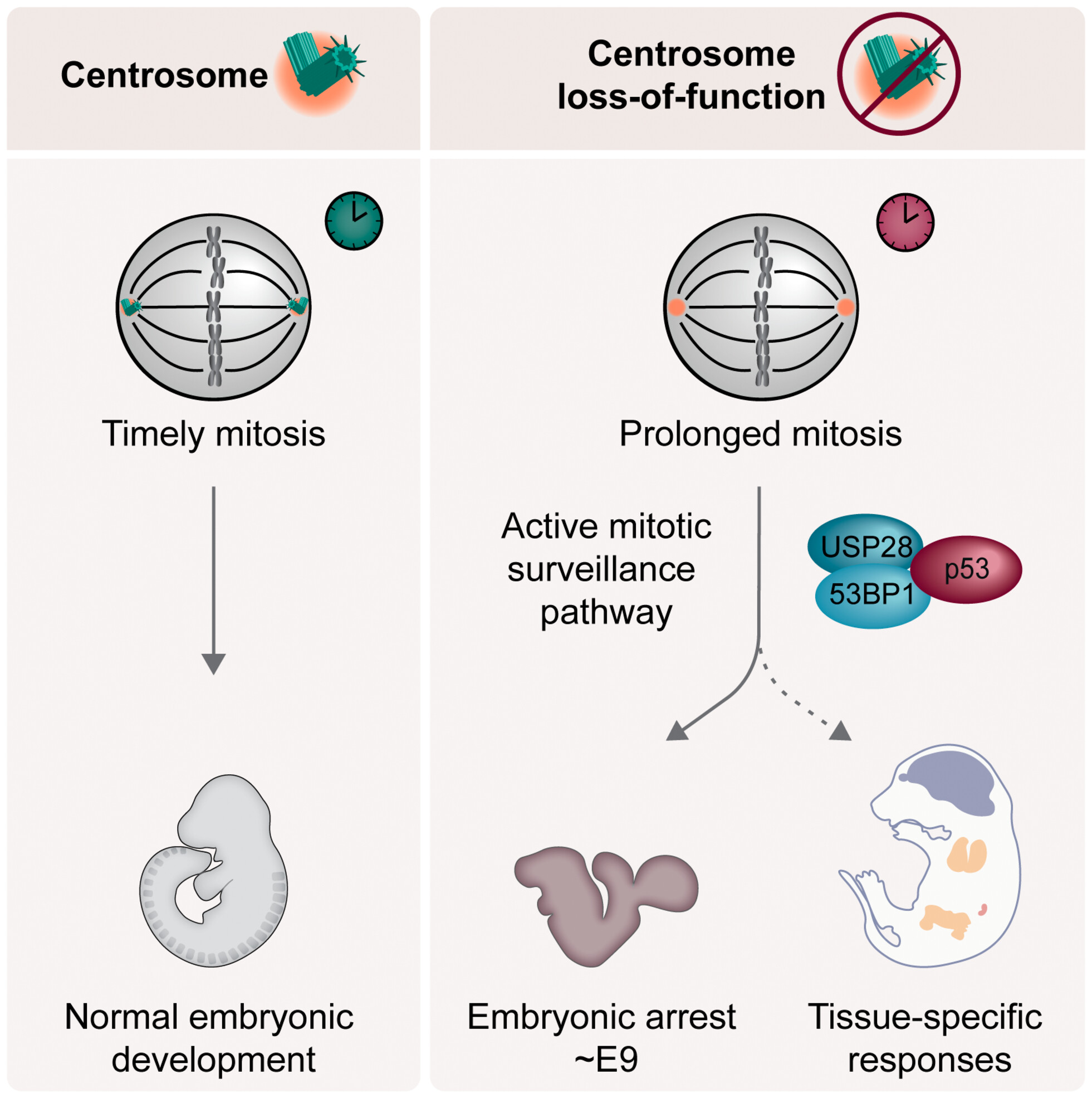 BazziLab's tweet card. Centrosomes are dominant microtubule-organizing centers in animal cells that are required for efficient mitoses to ensure normal embryonic development. Mammalian cells respond to centrosome loss-of...