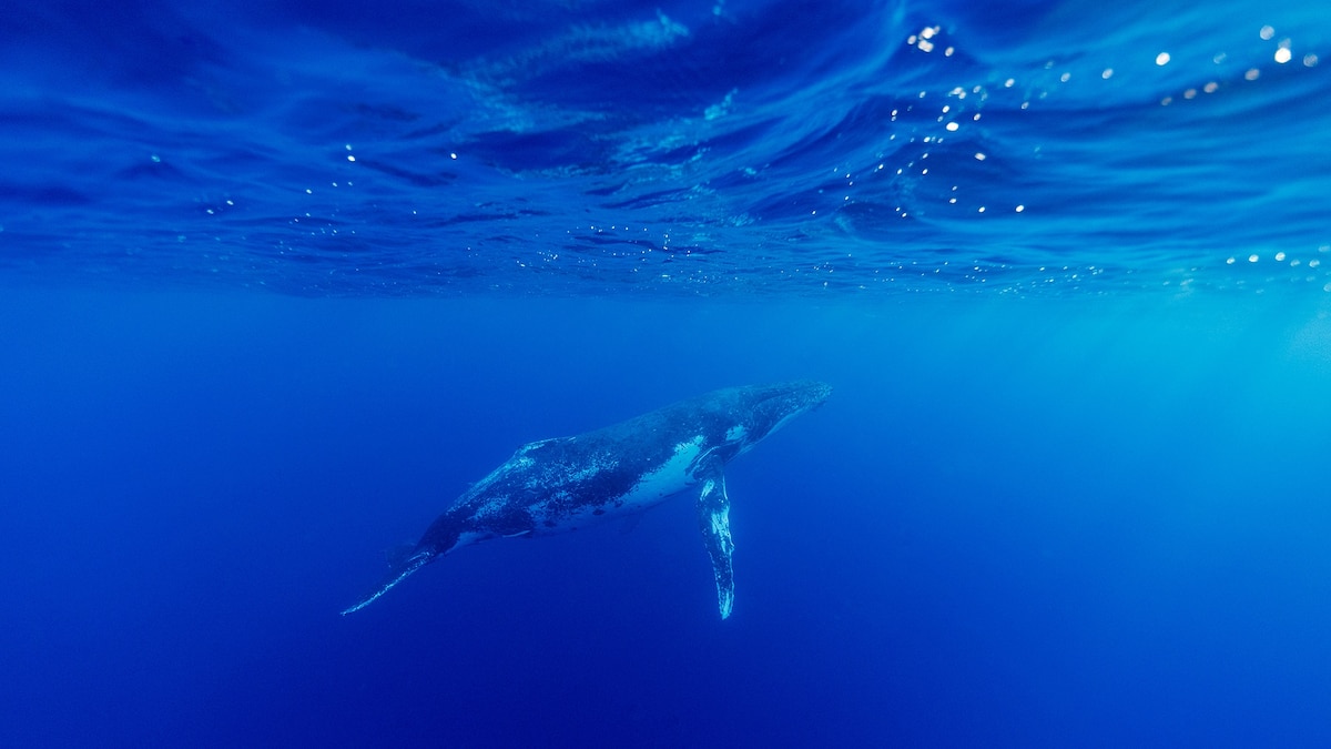 timvernimmen's tweet card. A new study reveals that whale song and human languages share features that make them easier to learn.
