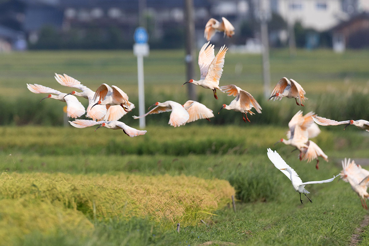 JAPAN_Forward_'s tweet card. The crested ibis will be released in a region with expansive rice paddies, bringing hope to the Noto area as communities rebuild after the 2024 earthquake.