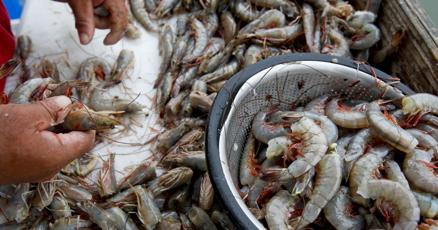 PCGreenville's tweet card. SC does not have a law requiring restaurants to disclose if their seafood is imported or domestic, unlike other Southern states such as Mississippi.