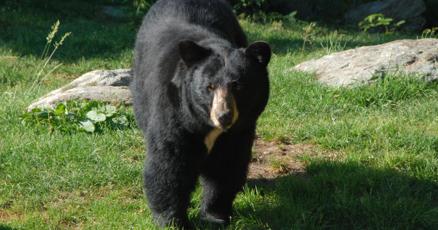 PCGreenville's tweet card. Black bear sightings are rising with growth and development in the mountains and coast, but with little danger. Here’s what to do and how to stay safe.