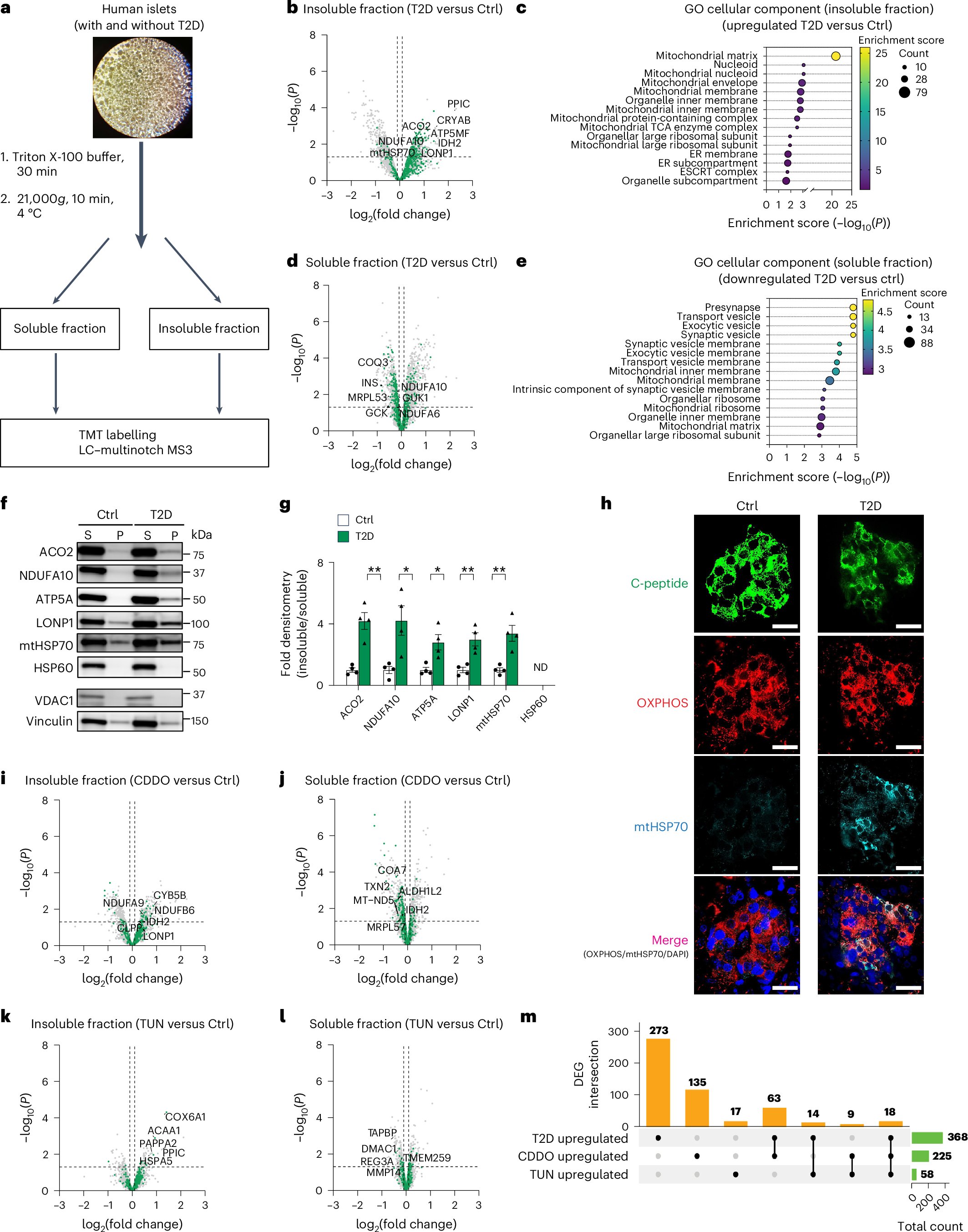 ShorterLab's tweet card. Nature Metabolism - LONP1, whose expression is downregulated in islets from donors with type 2 diabetes, is vital to mediate efficient mitochondrial protein folding, thus preventing proteotoxicity...