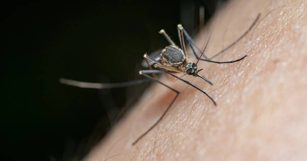 Mosquito_Alert's tweet card. Los mosquitos ya no son cosa del verano. Debido al comienzo temprano del calor y a su retirada tardía, hay mosquitos durante más tiempo. Lo bueno es que ellos tampoco aguantan bien el calor