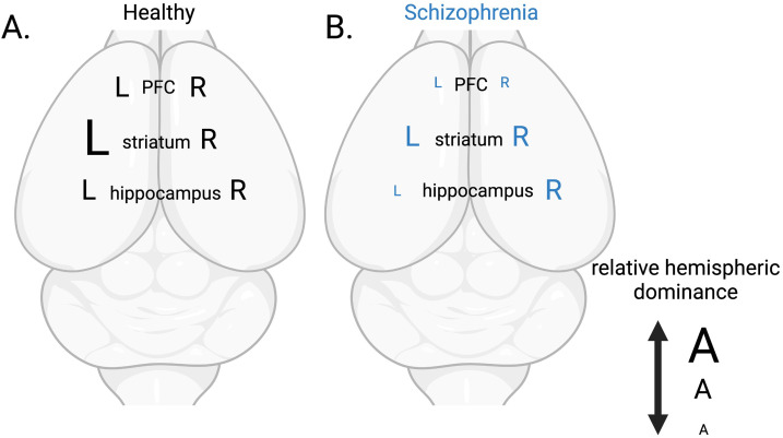 bertogliolab's tweet card. Despite centuries of reports documenting both anatomical and functional brain asymmetries, lateralization as an experimental variable remains largely overlooked in preclinical studies focusing on...