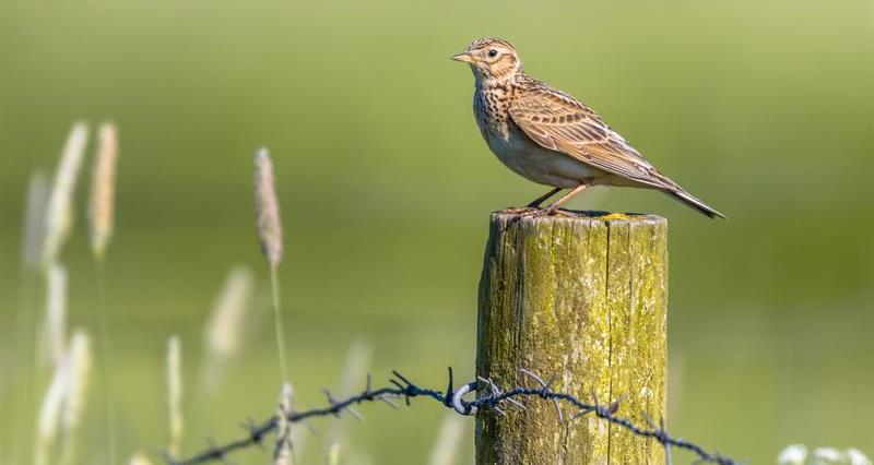 NFUtweets's tweet card. The Game and Wildlife Conservation Trust Big Farmland Bird Count results revealed the extensive conservation work undertaken by farmers as a total of 125 species were recorded across 283,227 hectares.