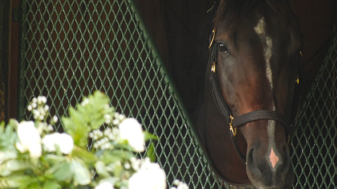 TVJacksonWang's tweet card. Bill Mott, Sovereignty’s trainer, is pointing the horse toward the Travers Stakes, with a good possibility of running him in the Jim Dandy as well.