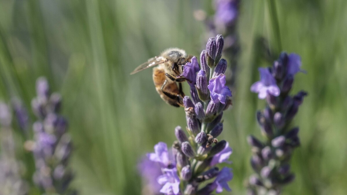 Ideastream's tweet card. Two teachers turned farmers are tapping the power of the fragrant perennial to transform a former concrete dump site in Orrville into a vibrant sea of purple, pink and white.