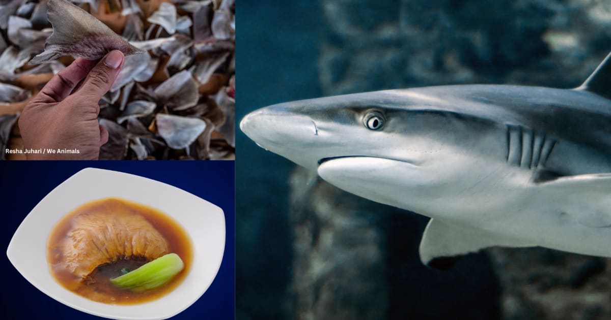 psychickb's tweet card. Shark finning is a ruthless practice that involves pulling sharks from the ocean and slicing off their dorsal fins. The conscious, terrified animals are then dumped back into the water where they...