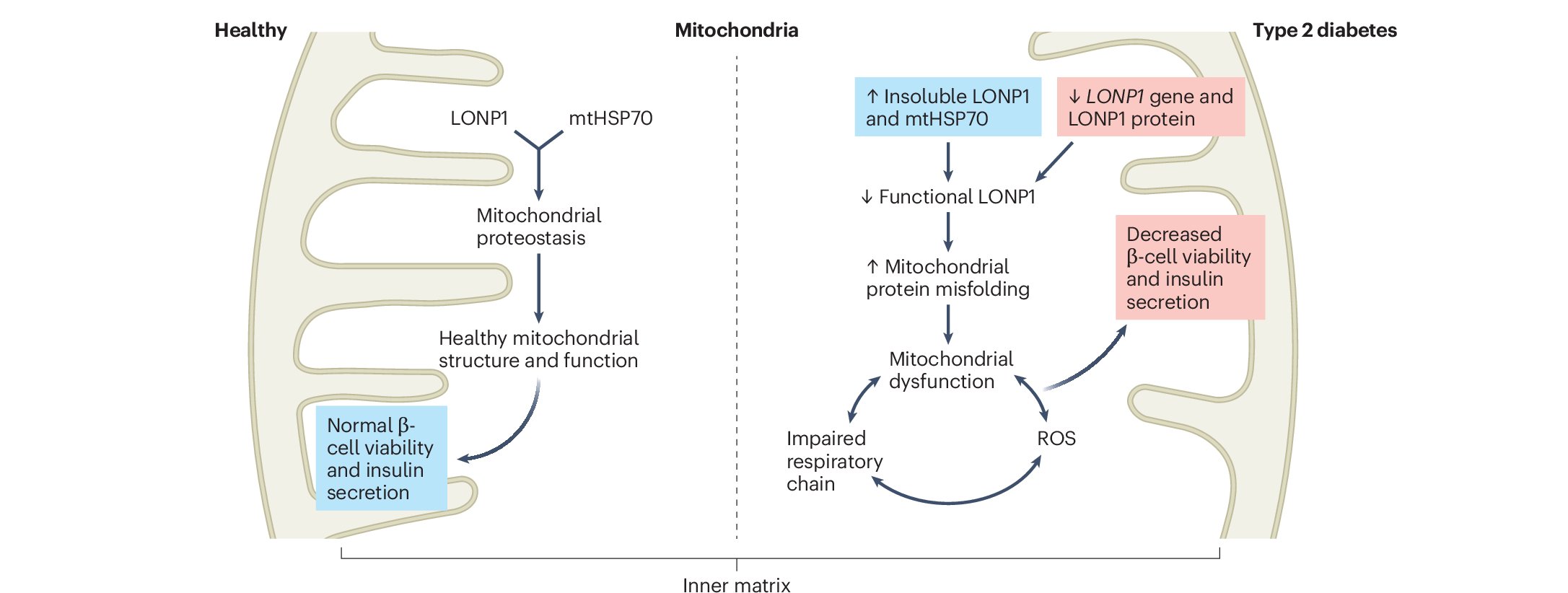 ShorterLab's tweet card. Nature Metabolism - In this issue of Nature Metabolism, Li et al. reveal that disruptions in mitochondrial protein folding are an early trigger of β-cell dysfunction in type 2 diabetes and...