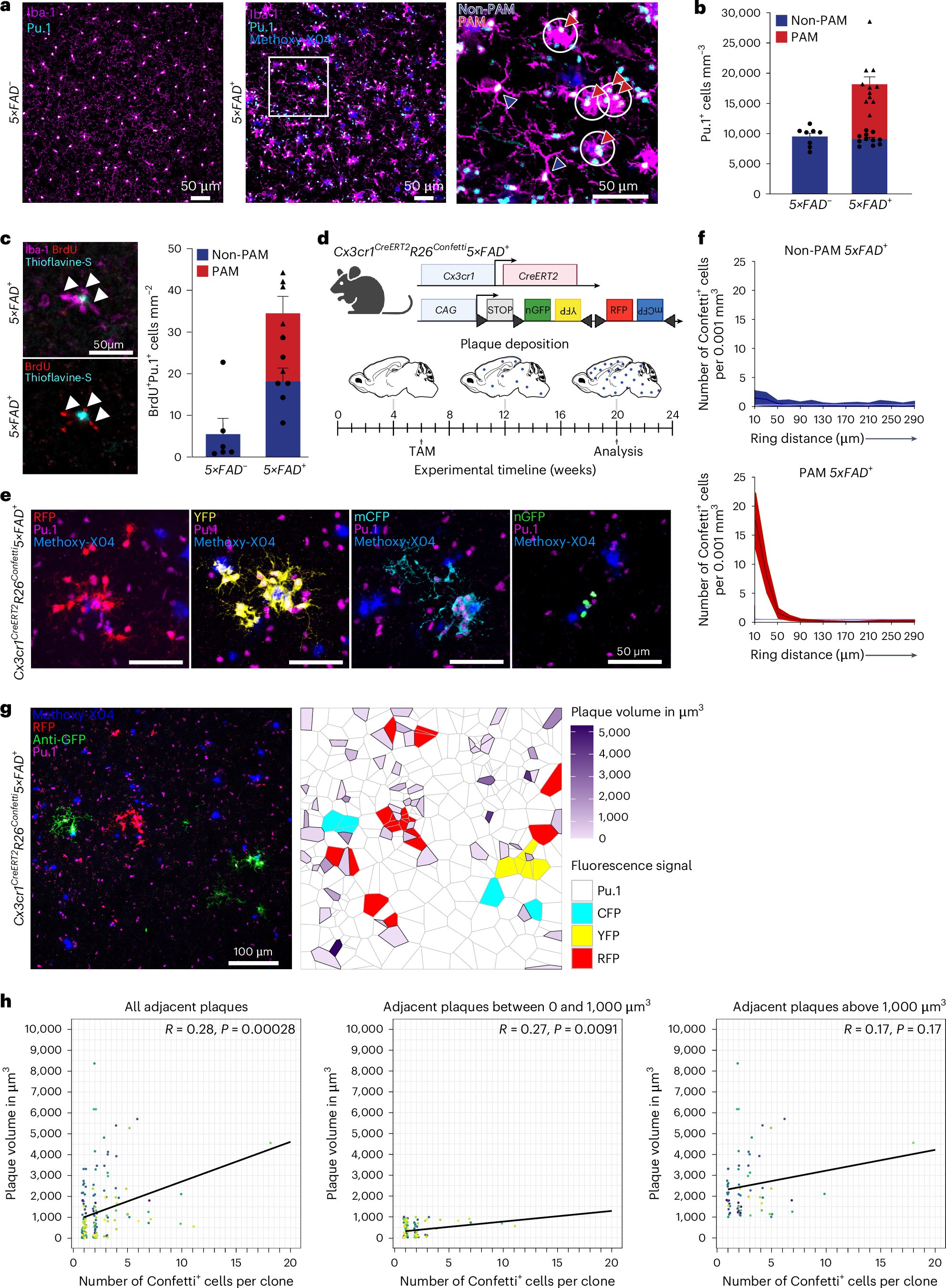 NatureNeuro's tweet card. Nature Neuroscience - The dynamics of microglia states adjacent to or far from amyloid-beta plaques are unclear. Here the authors show that non-plaque-associated microglia modulate the cell...
