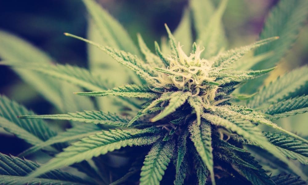 Mackewich's tweet card. A key congressional committee is calling for a stepped-up effort to eradicate illegal marijuana grows that are “not sanctioned” by state or tribal law, while also tackling money laundering issues...