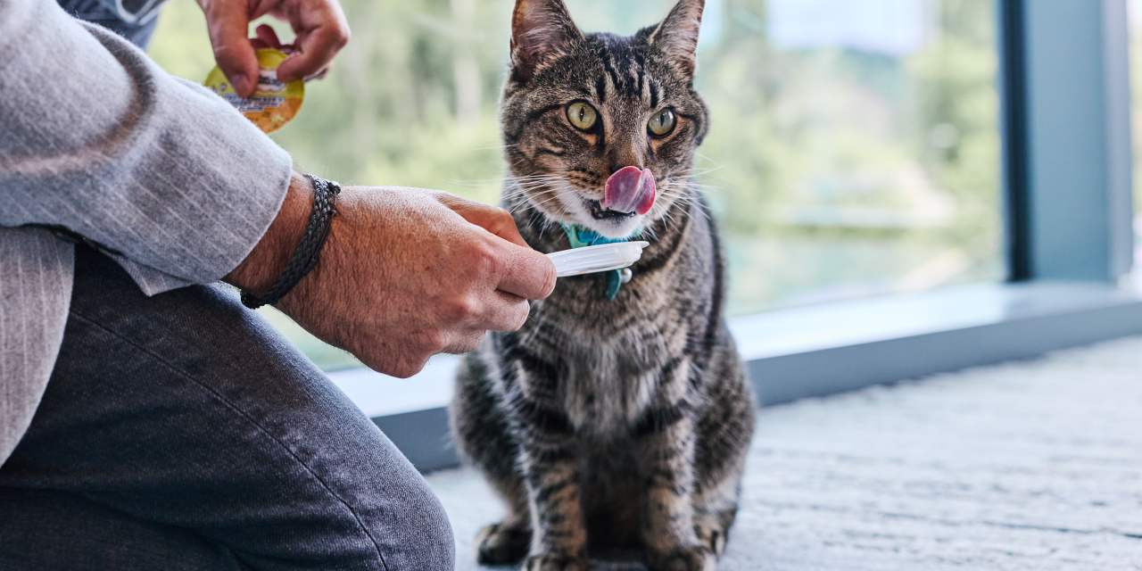 radamsWSJ's tweet card. Maker of Whiskas food and Temptations treats tackles ‘feline insecurity’ as cat ownership surges; ‘Ignored to Adored’
