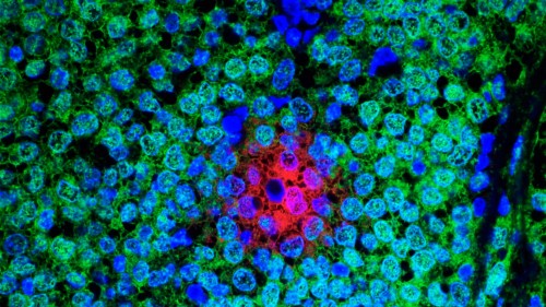 NatureComms's tweet card. With this cross-journal collection, Nature Communications, Communications Biology, and Scientific Reports welcomes submissions aiming to elucidate the ...